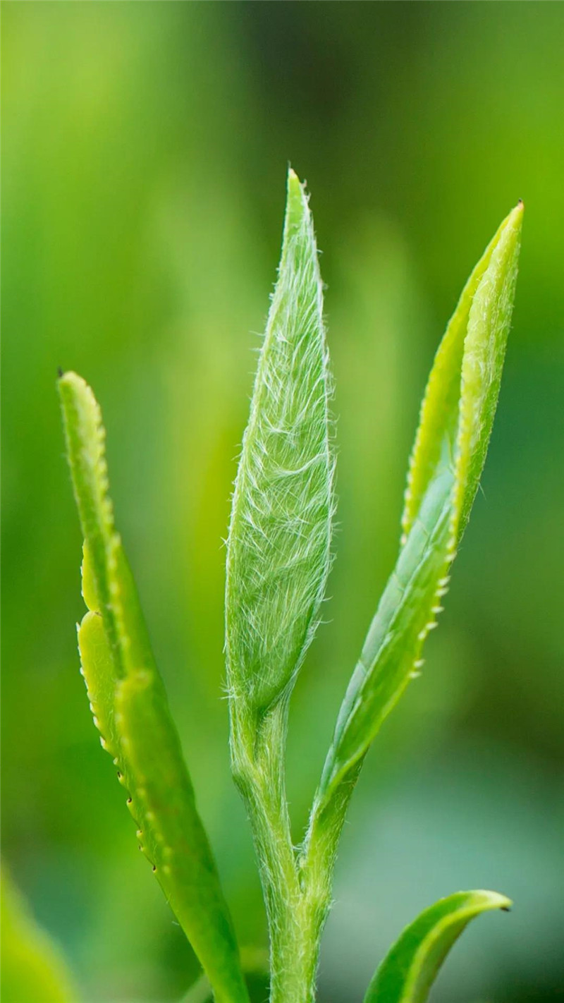 聚硒康富硒茶