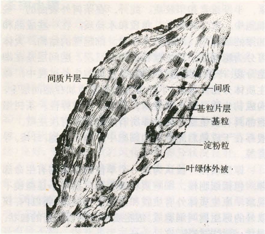 聚硒康富硒茶