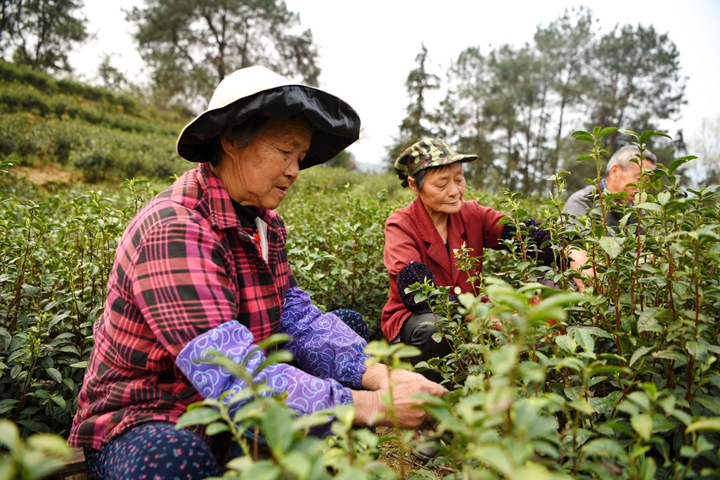 江津 富硒茶