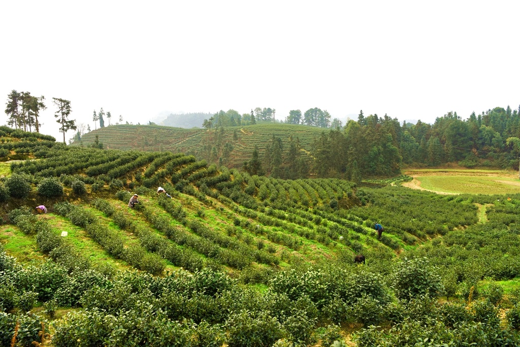 江津 富硒茶