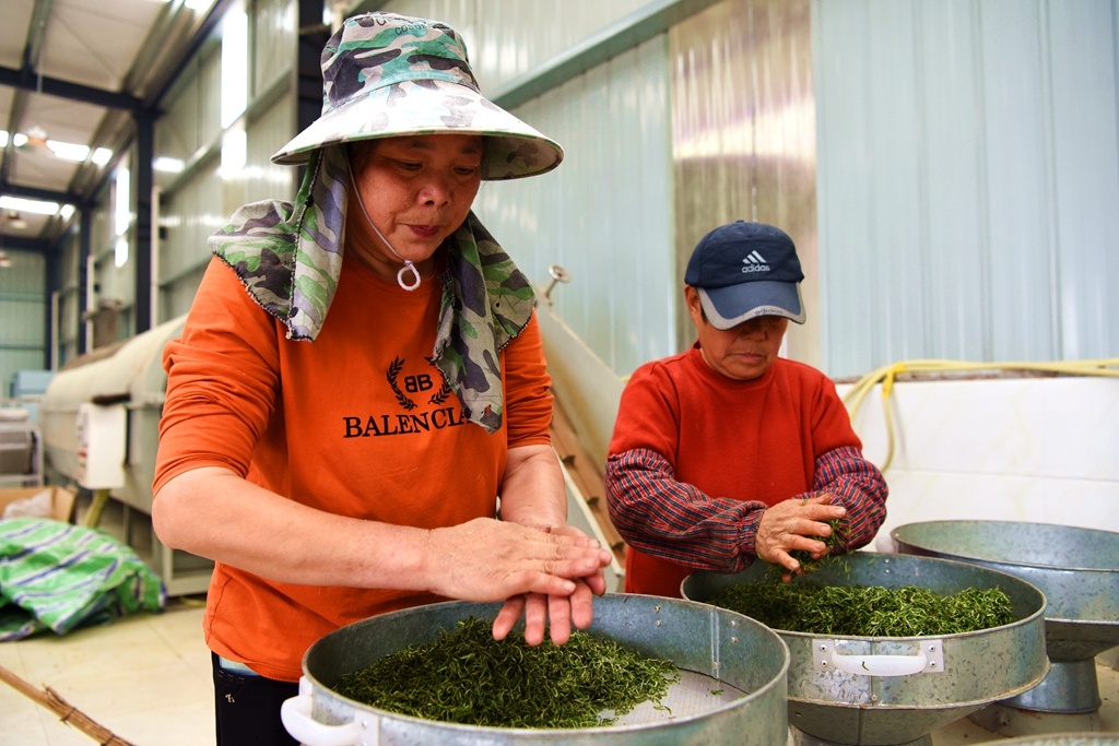 江津 富硒茶