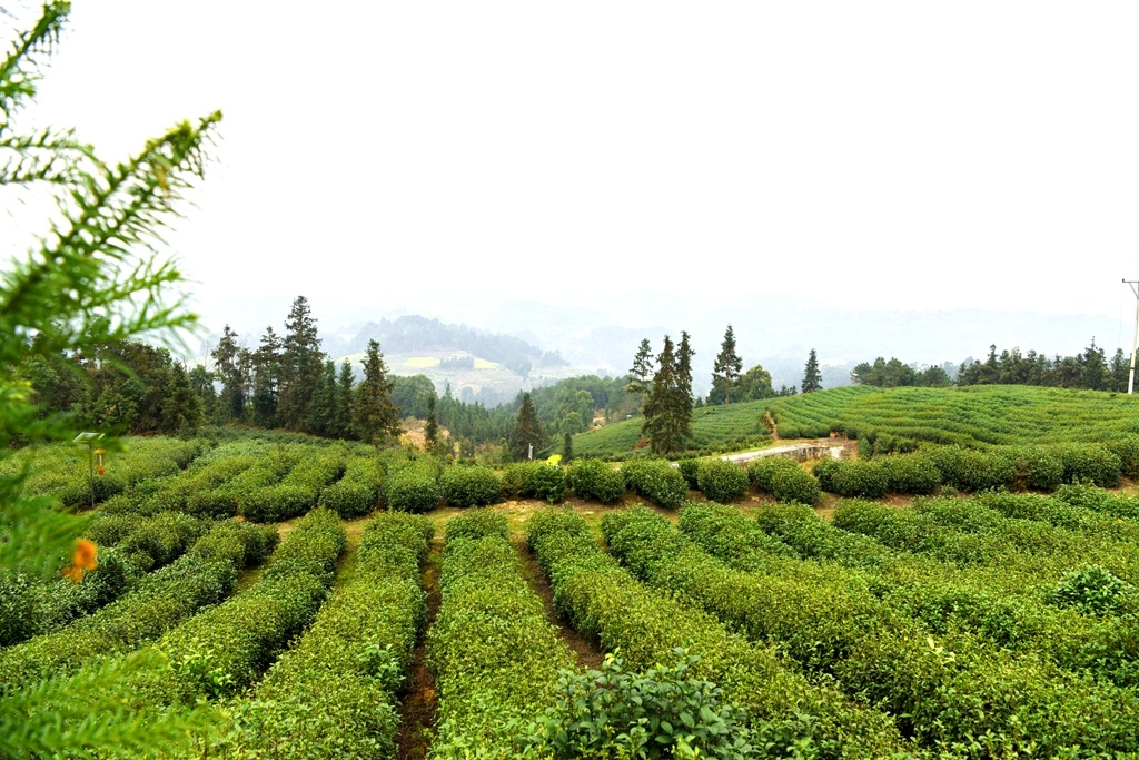 江津 富硒茶