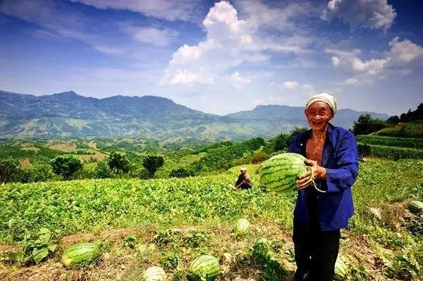 富富硒茶能看