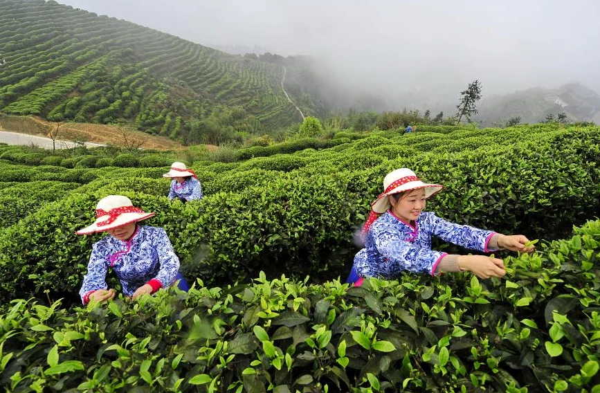 富富硒茶能看