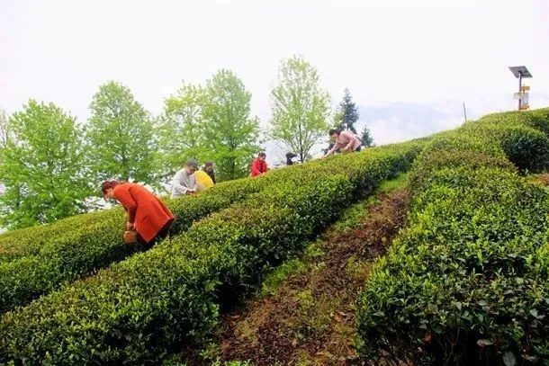 富富硒茶能看