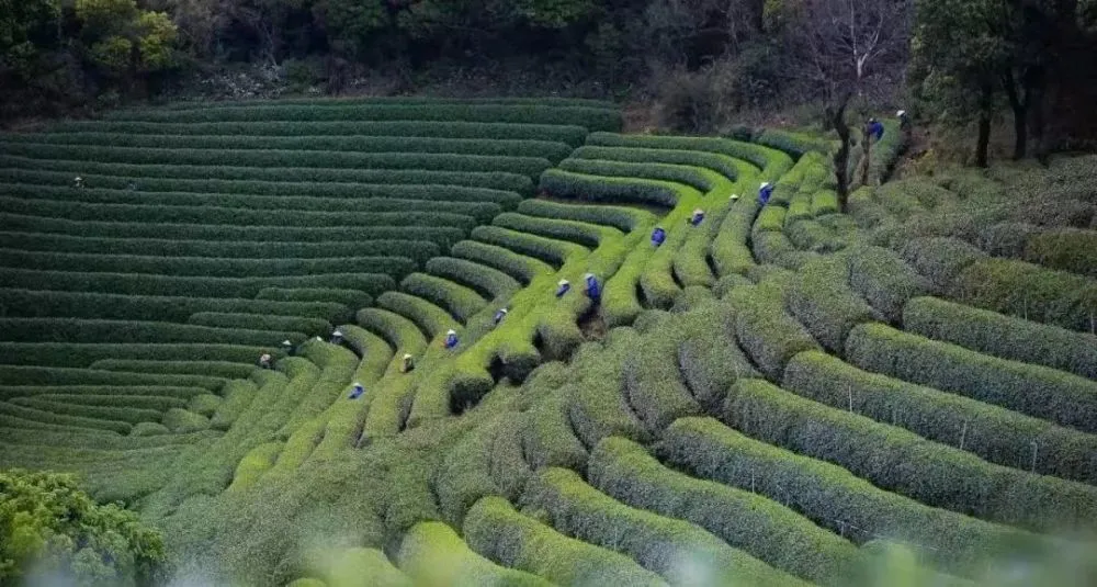 南江 富硒茶