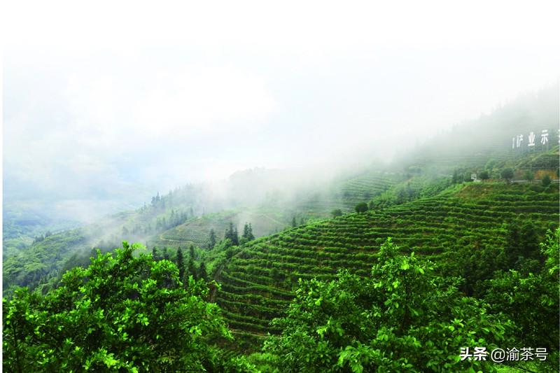 江津 富硒茶