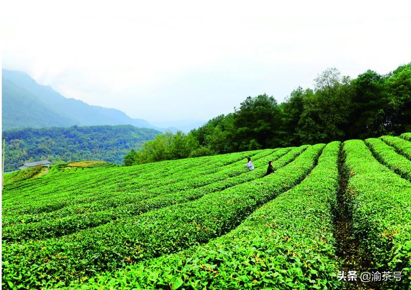 江津 富硒茶