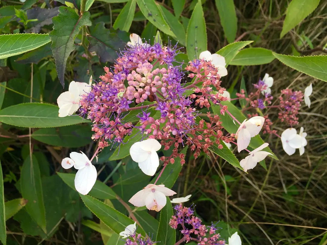 富硒茶 特级