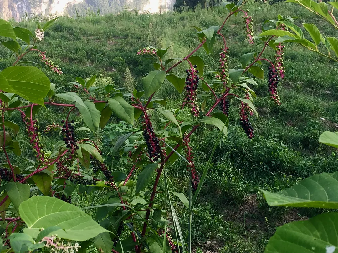 富硒茶 特级