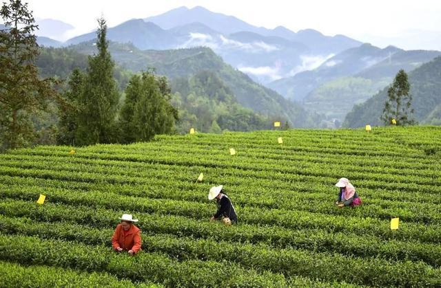 达州 富硒茶