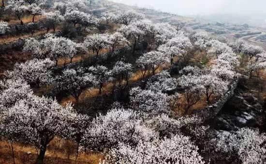 河源 富硒茶