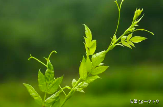 天津富硒藤茶