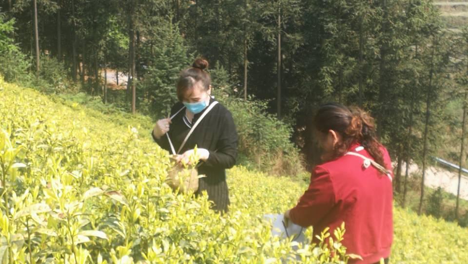 富硒野茶诗句