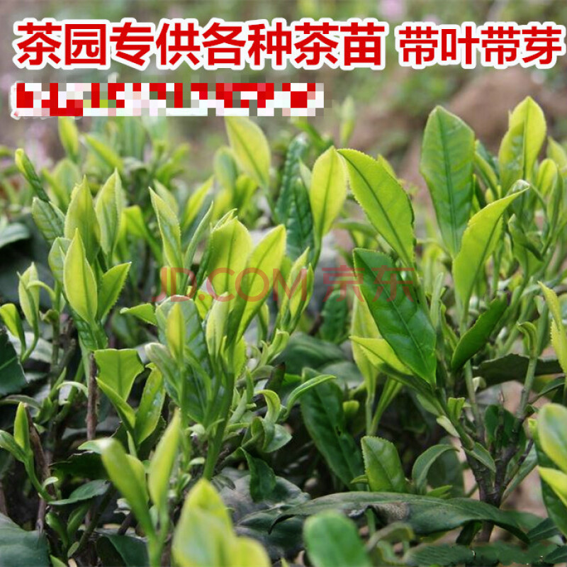 山里的富硒茶