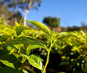 山里的富硒茶