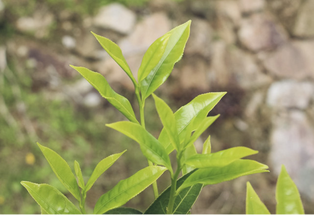 山里的富硒茶