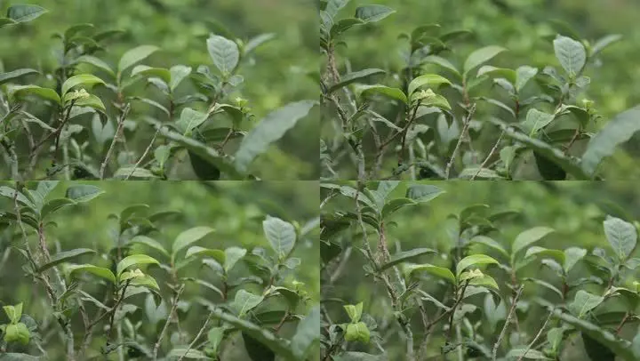 山里的富硒茶