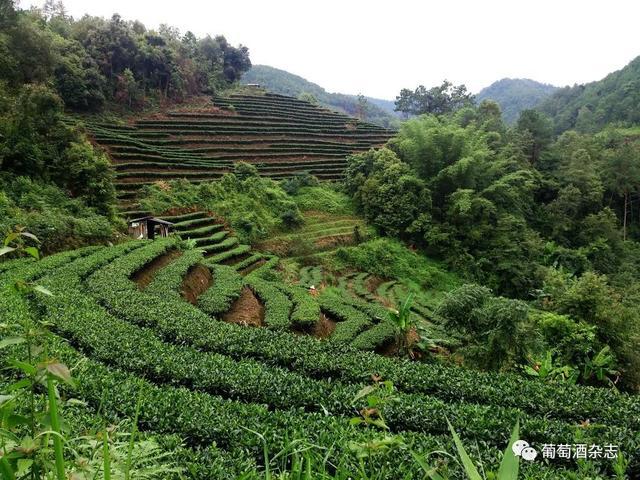 那种富硒茶好