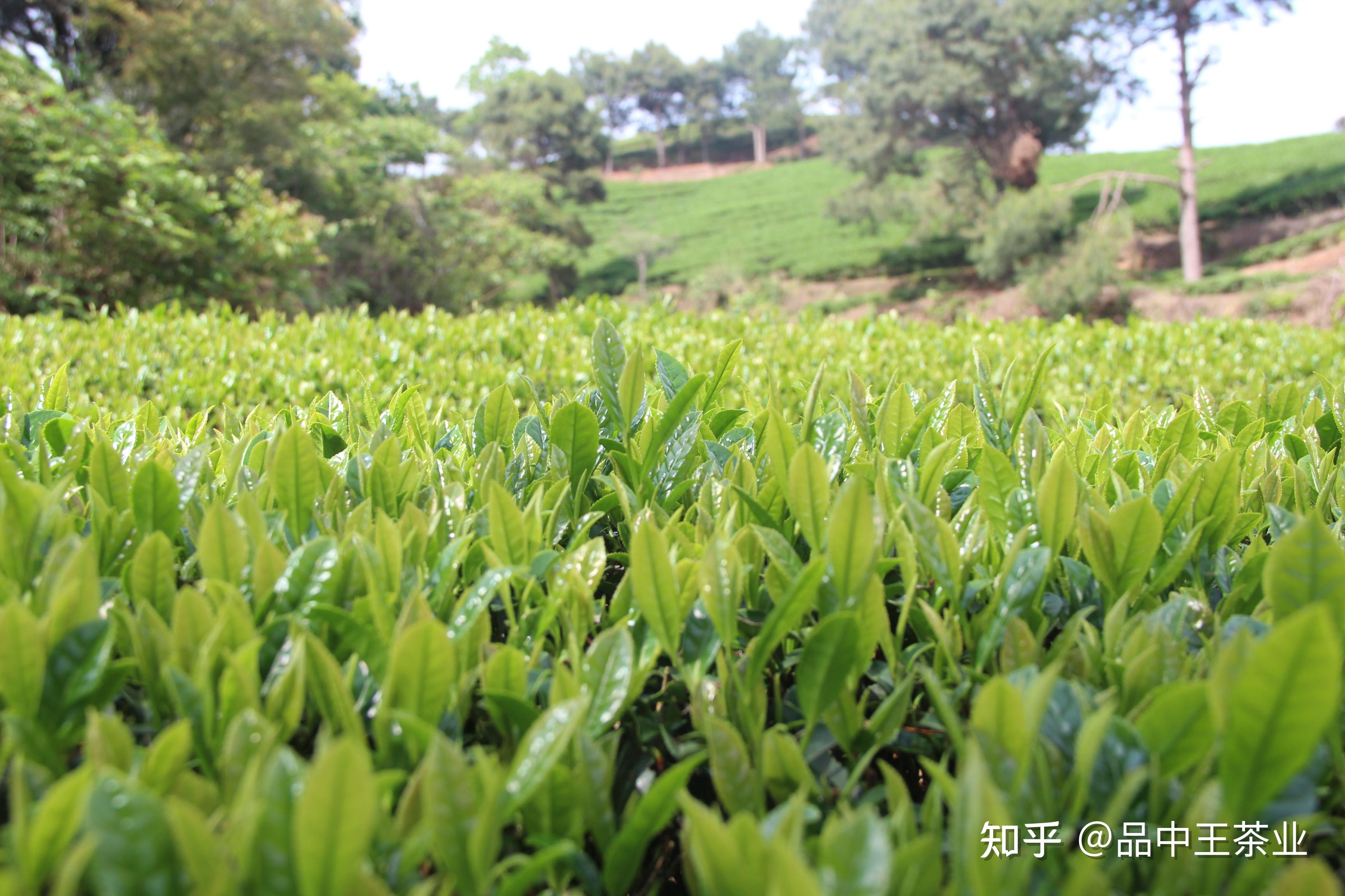 那种富硒茶好