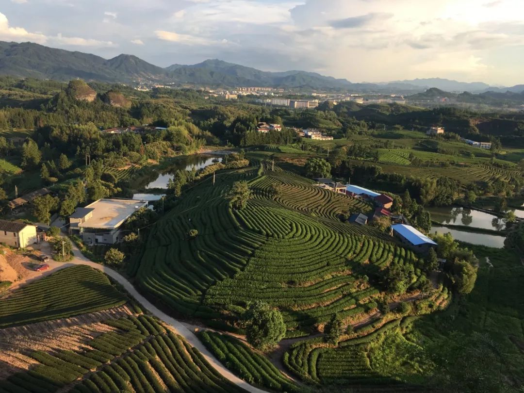 那种富硒茶好