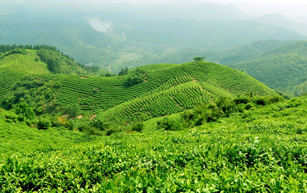 那种富硒茶好