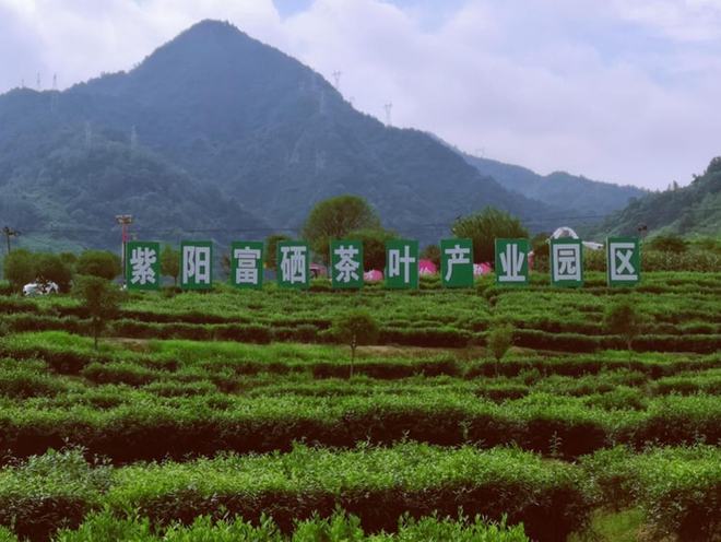 富硒茶的紫阳