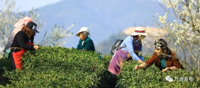 有机富硒古茶