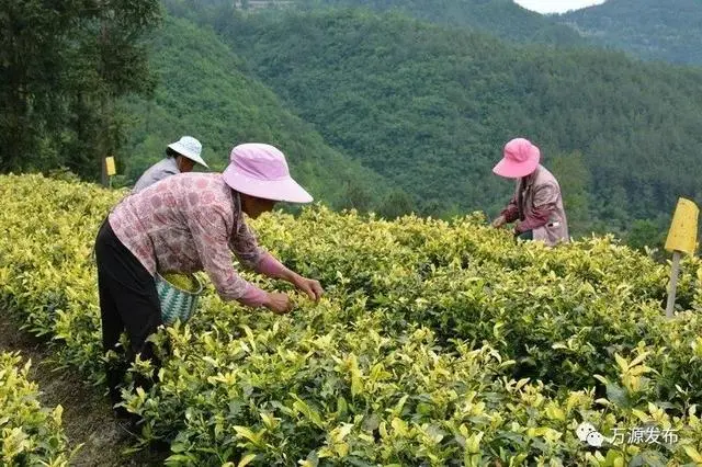 有机富硒古茶