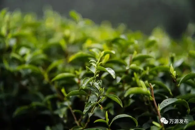 有机富硒古茶