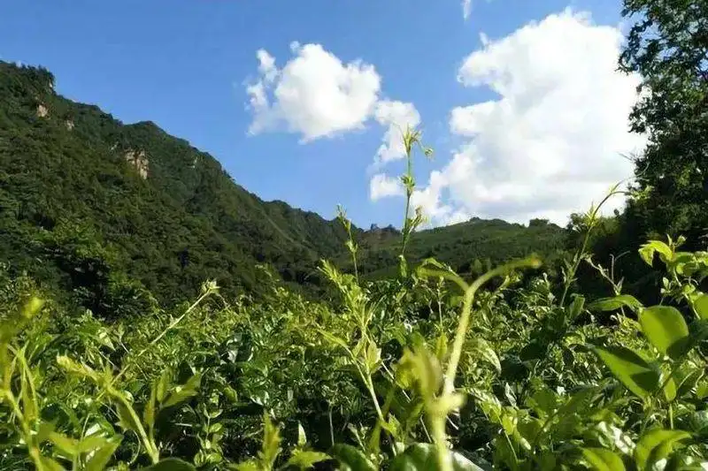 富硒黄酮藤茶