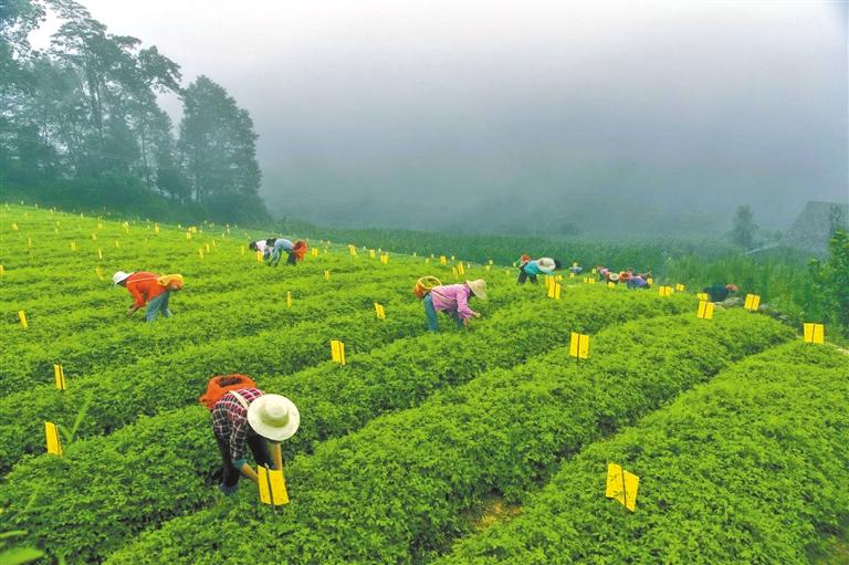 富硒茶上了霉