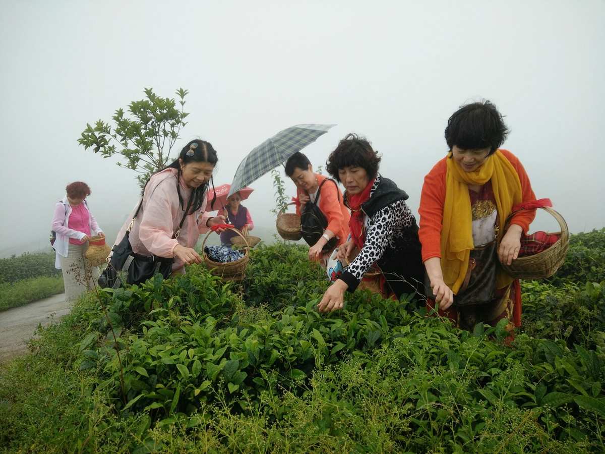 富硒茶的挑战