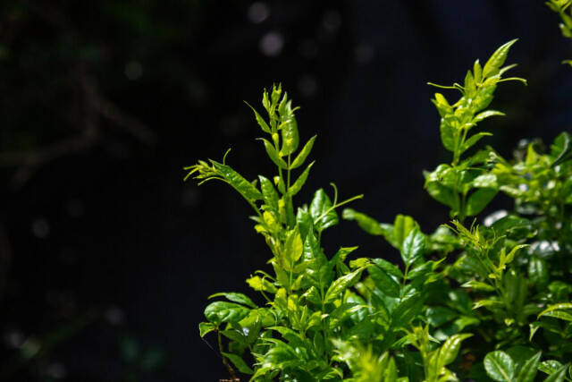 北京富硒莓茶