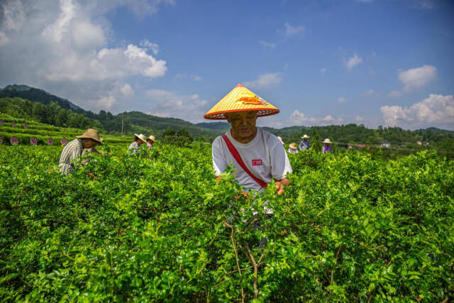 北京富硒莓茶