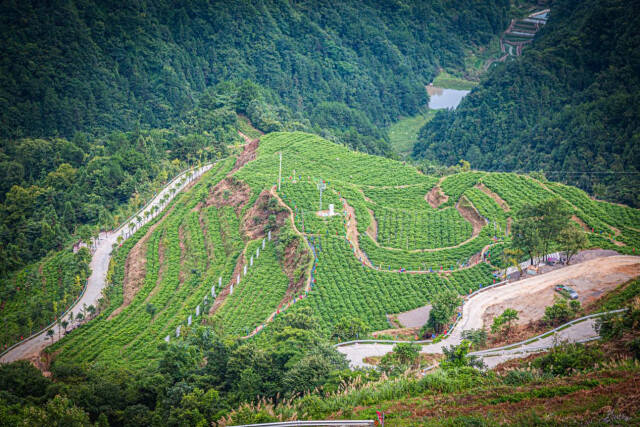 北京富硒莓茶