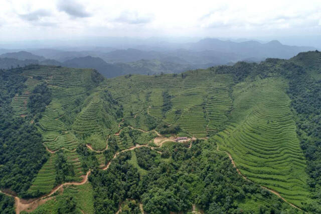 北京富硒莓茶