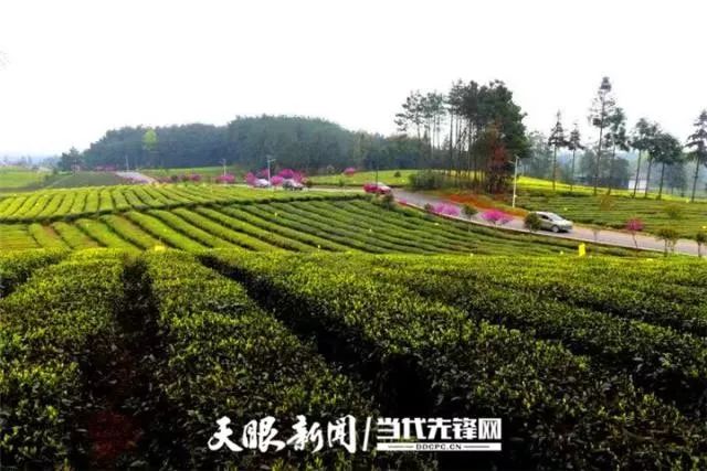 讷河富锌硒茶