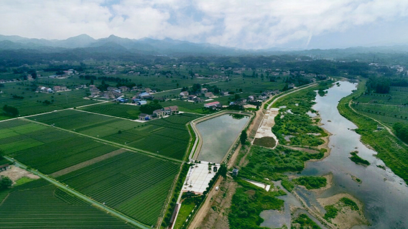 富硒野茶功效