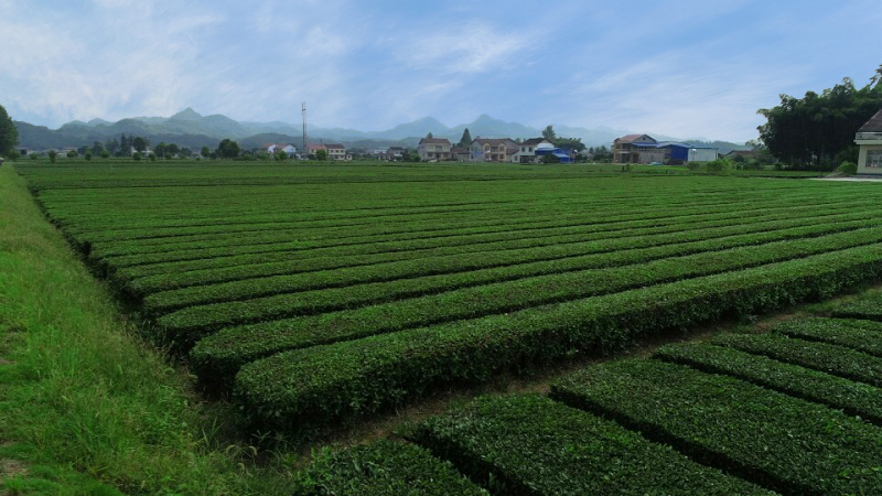 富硒野茶功效