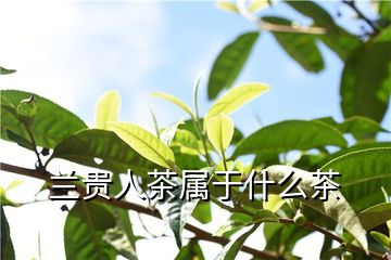 兰贵人茶属于什么茶