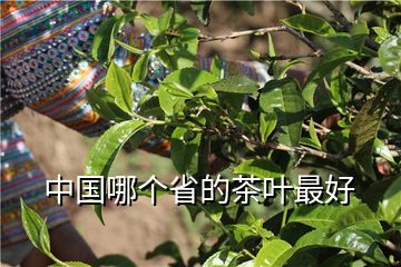 中国哪个省的茶叶最好