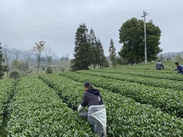 青州富锌硒茶