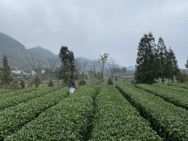 青州富锌硒茶