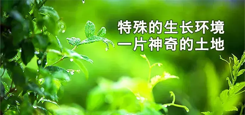 问题富硒藤茶