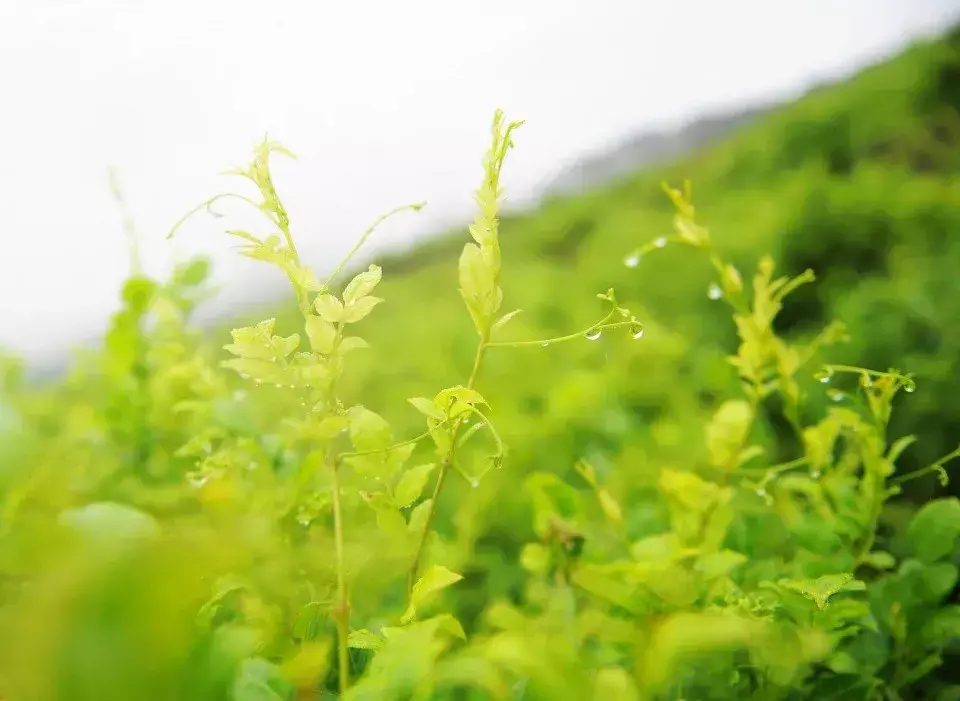 问题富硒藤茶