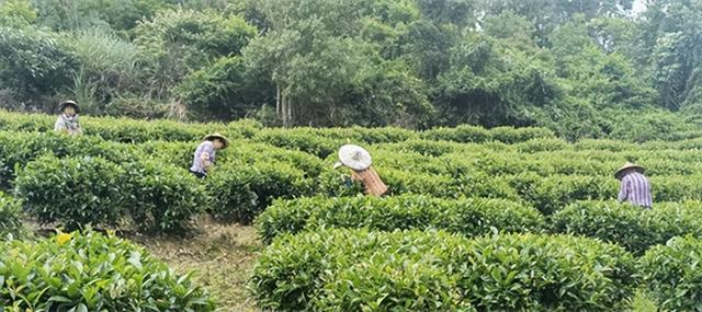 富硒金花茯茶