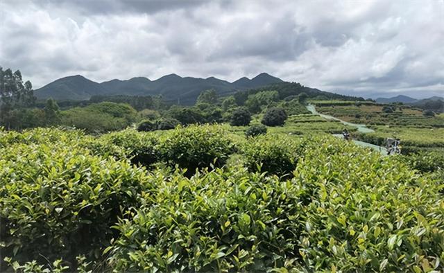 富硒金花茯茶