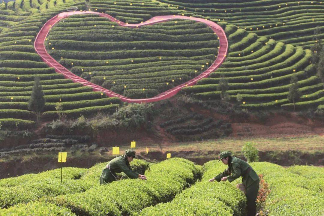 贵州富硒野茶