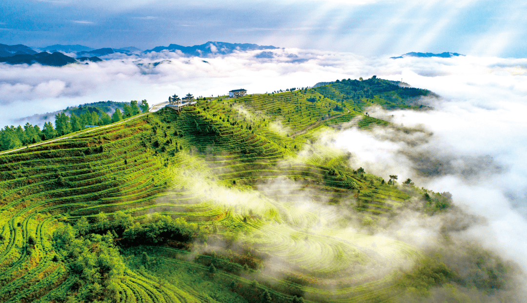 贵州富硒野茶